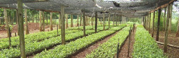 Yerba Mate Nursery