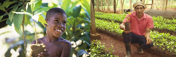 Planting Yerba Mate