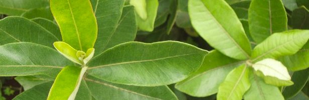 Yerba Mate Plant Growing