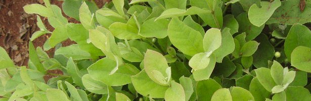 Yerba Mate Plant Yerba Mate Plant